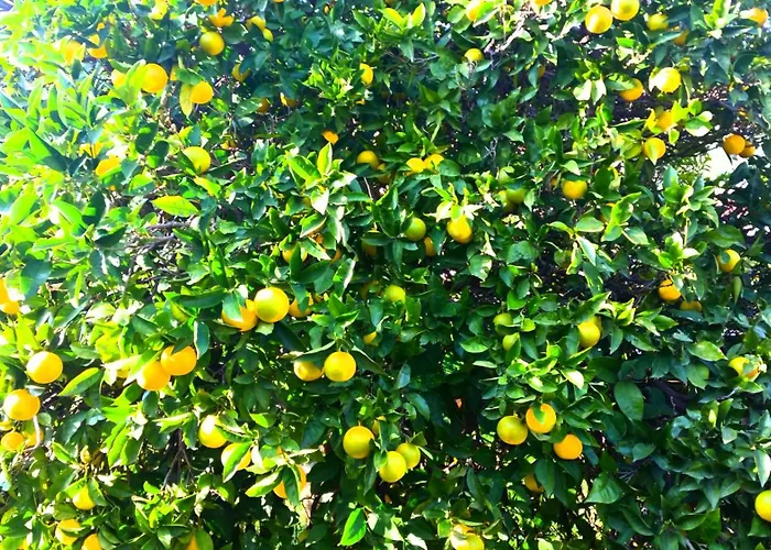 The Grandfather's Himarë