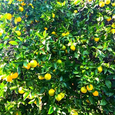 The Grandfather's Himarë